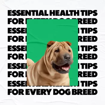 Breed-Specific Dog Health Tips: Nutrition, Exercise & Care